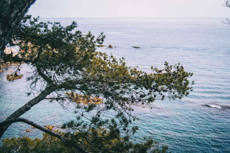 Close-up of some branches of a tree with the Mediterranean sea on the backgroundの写真素材