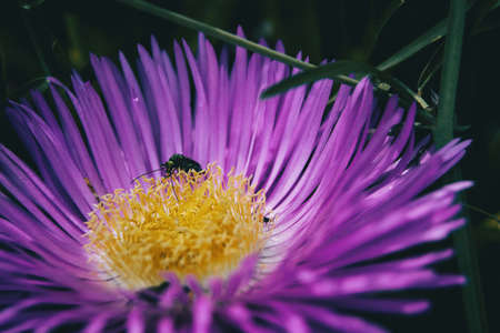Detail of an insect feeding on the yellow stamens of a purple carpobrotus flower in the wildの写真素材