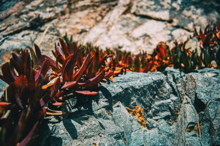 Detail of some succulent reddish leaves of carpobrotus growing on a rocky slope illuminated by sunlightの写真素材