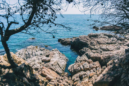 Seascape of a steep rocky coast framed by some peeled tree branches on a sunny day