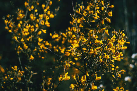 Close-up of a bunch of yellow flowers of cytisus scoparius illuminated by sunlight