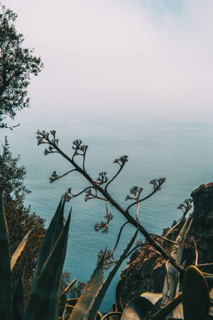 seascape with a plant in the middle on a cloudy day on the costa brava in catalonia, spainの写真素材