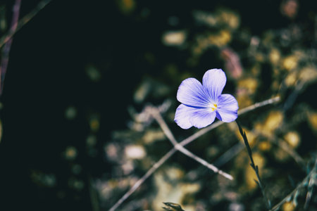 a single small purple flower on the right side of the photo in natureの写真素材