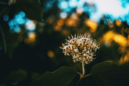 inflorescence of the white cornus flower on a sunny dayの写真素材