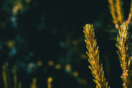 text space on the left of the photo with a plant that is shining in golden sunlightの写真素材