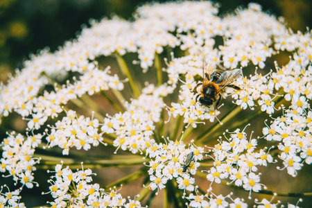 small white flowers of carum carvi with an insect on top collecting pollen