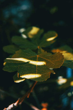 a fig leaf with shadows and lights on a dark background