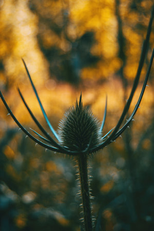 Dipsacus fullonum dried flower in natureの写真素材