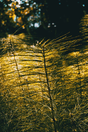 green equisetum telmateia plant illuminated by sunset sunの写真素材