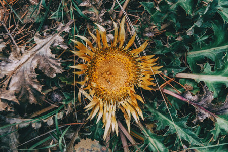dry yellow carlina flower with pointed leaves on the ground of a fieldの写真素材