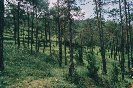 green landscape with many trees and bushes somewhere in catalonia, spainの写真素材