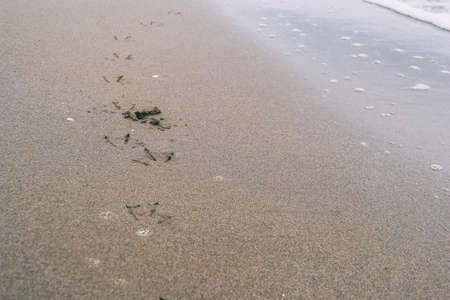 bird footprints in the wet sand of the beach being the footprints washed away by a sea waveの写真素材