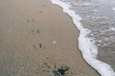bird footprints in the wet sand of the beach being the footprints washed away by a sea wave
