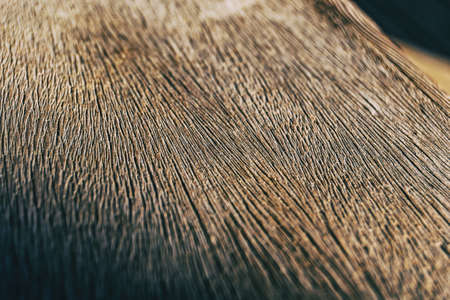 wood texture close up view with perspectiveの写真素材