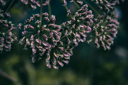 lilac angelica seeds with space for text on the right sideの写真素材