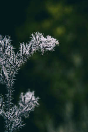 plant with white fluff seen close up in a field in Spainの写真素材