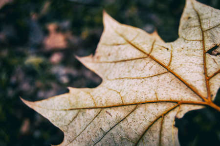 leaf seen from very close where you can see the venation and all its imperfectionsの写真素材