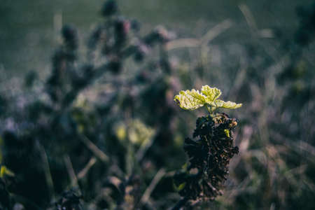 sprout of a few small leaves of vitis vinifera on a dark backgroundの写真素材