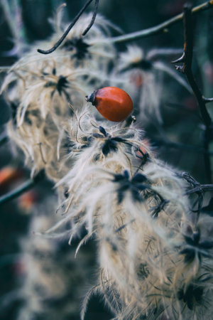 red fruit of rosa canina in winter wrapped by a plant with white fluffの写真素材