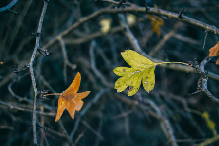 leaves of a tree the color of autumn about to fall for the seasonの写真素材