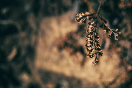 yellowish leaves seen from close up in the autumn - winter season in a forest in Spainの写真素材