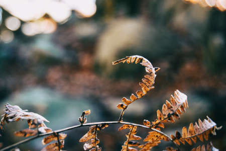 dry leaves seen from close up in the autumn - winter season in a forest in Spainの写真素材