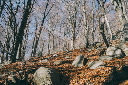 beautiful wide panorama of the autumn with dry fallen leaves covering the ground with a solid fluffy carpet and trunks of bare trees. late fall colorsの写真素材