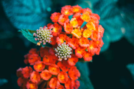 red and yellow lantana camara flowers with a blur background of leavesの写真素材