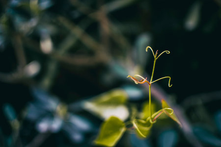 smilax aspera leaf climbing plant in nature with heart shapeの写真素材