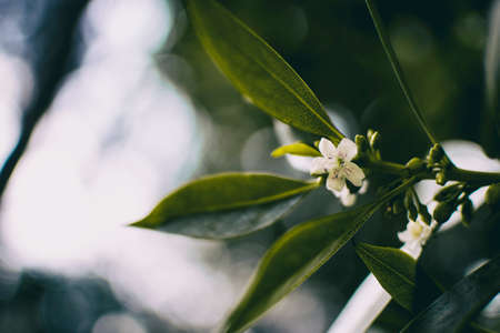 small white flower emerging from a small branch with room for text on the leftの写真素材