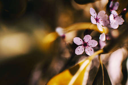Close-up of small light pink flowers of Prunus cerasiferaの写真素材
