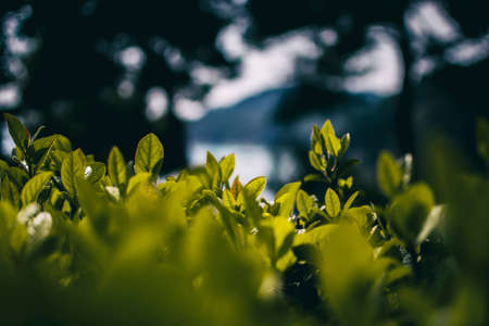 green leaves seen up close of a lonicera in a park in early springの写真素材