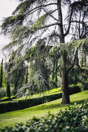 Majestic cedar in a park on the outskirts of barcelona, spainの写真素材