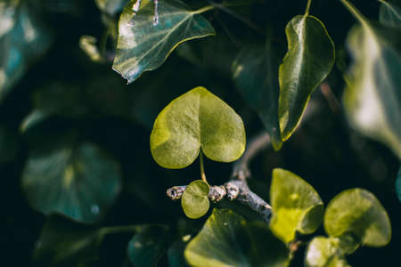 young flower of ivy, a typical vine in Spanish parks and gardensの写真素材