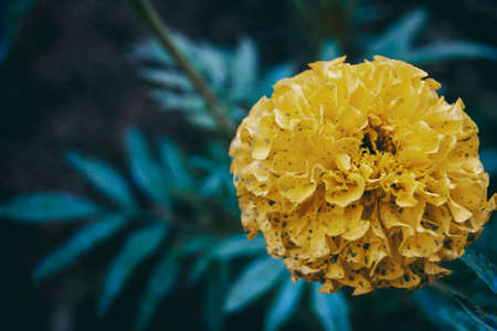a majestic yellow flower on one side of the image with room for text on the other sideの写真素材