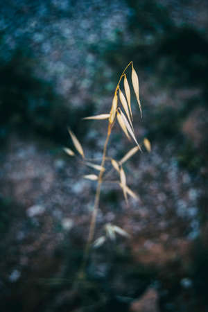 a single dry yellow spike of oats in a field with nothingの写真素材