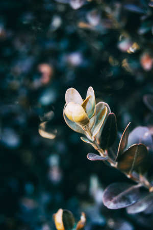 dried buxus leaves seen from close up in a pale color with space for text in the photographの写真素材