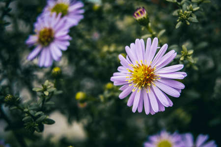 lilac pollen-filled aster flower seen from close upの写真素材