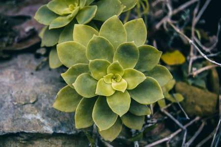 a palmeri sedum only seen up closeの写真素材