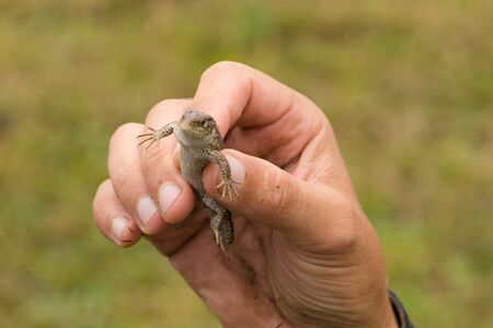 A man holds in his hand a lizard with a tail thrown back