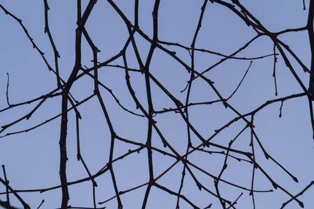 Interwoven thin branches of a tree without leaves against a blue skyの写真素材