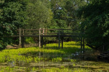 Wooden girder bridge over a pond overgrown with grass in summer sunny weatherの写真素材