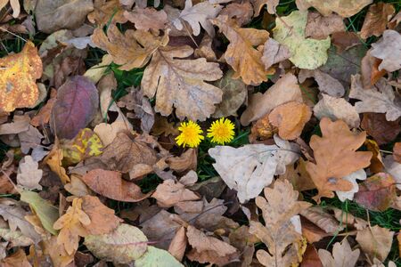 Two belated yellow dandelions grow in autumn among fallen tree leavesの写真素材