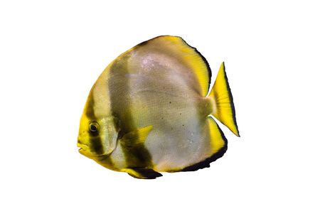 Platax fish on a white background isolated