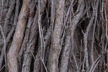 Texture of interwoven trunks and branches of ivy