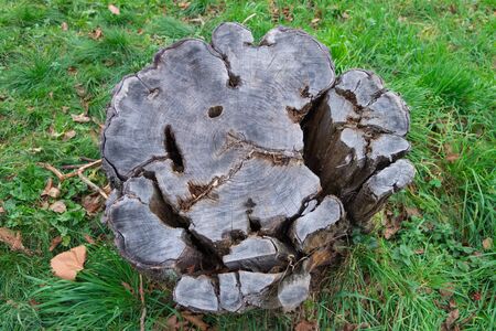 Dry cracked old tree stump on a background of green grass