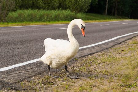 A swan stands on the edge of an asphalt roadの写真素材