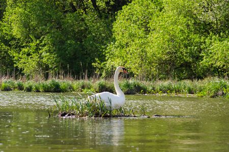 White swan on a small island in the middle of a reservoir on a sunny summer dayの写真素材