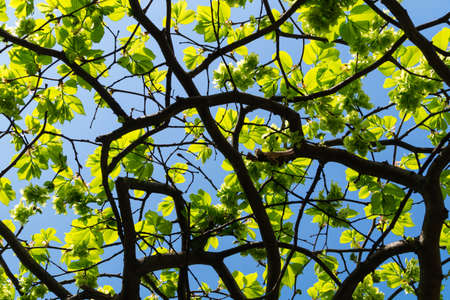 Curved intertwined tree branches with young light green foliage against blue skyの写真素材
