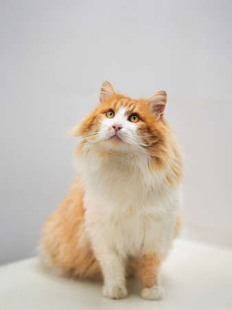 Full length portrait of ginger cat. Close up red furry cat looks up.の写真素材